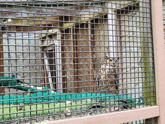 Owl with a swing