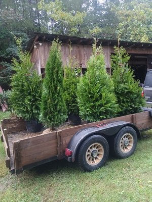 Trees ready for delivery