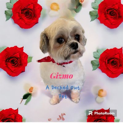 Gizmo