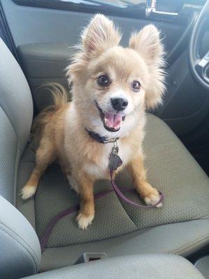 Brady after experiencing quick and friendly service at the Outer Banks Veterinary Hospital