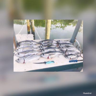 Nice day of tuna fishing