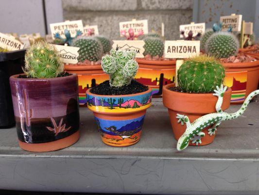 Assortment of live cactus magnets sitting in our warehouse waiting for packaging!