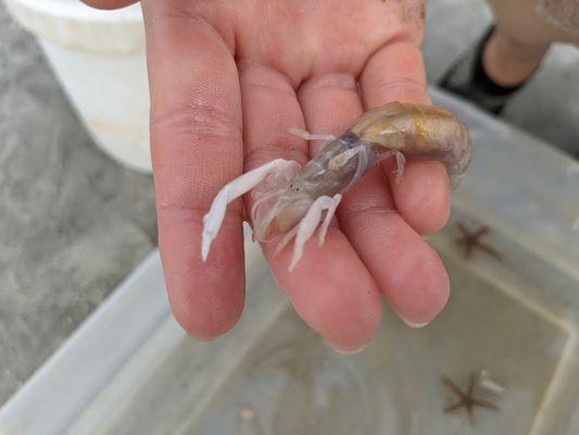 Ghost shrimp found with a special sand digger.  Dr. Joe warned about his pinchers, so I was careful putting him back in the tidepool.