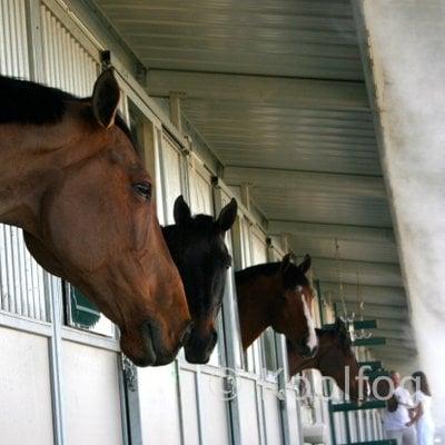 Horse & Stable Cooling