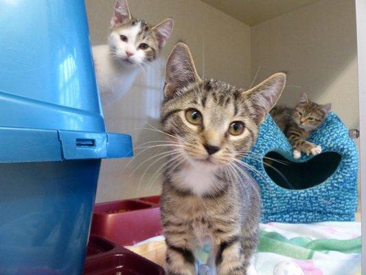 Former shelter kittens pose for a family photo.