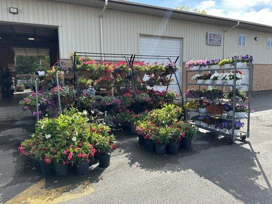 Some hanging baskets