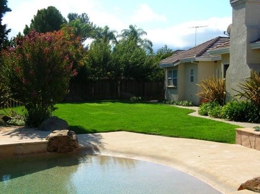 Natural green lawn requiring less maintenance