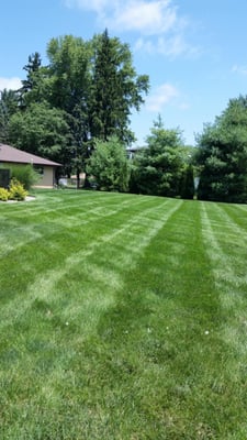 Some stripes from a yard we mowed last summer. Let us take care of your yard and turn it into what you've always dreamed of!