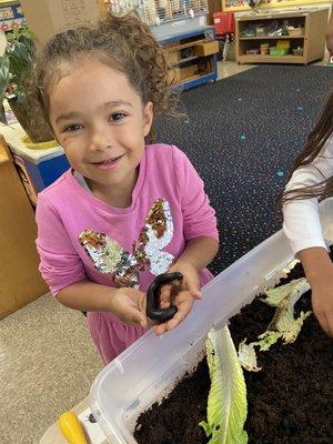 Holding millipedes