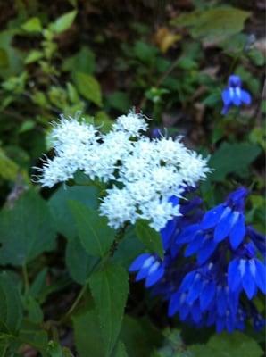 Wildflowers at sayersbrook