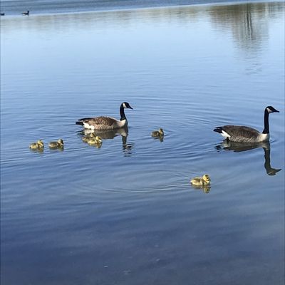 Goose and their babies.