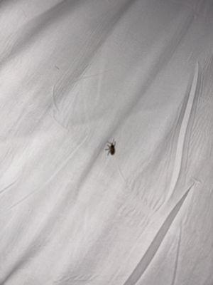 One of the bugs in the bed.