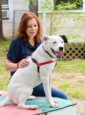 Working with a shelter dog