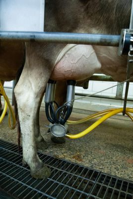 Milking Cow.