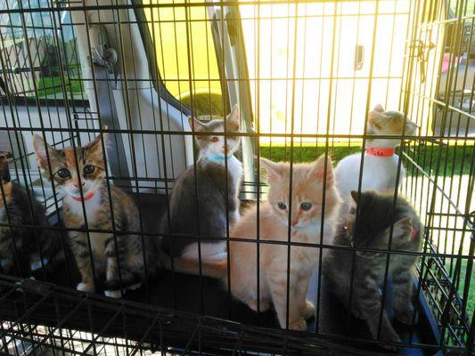 Kittens going to an adoption event