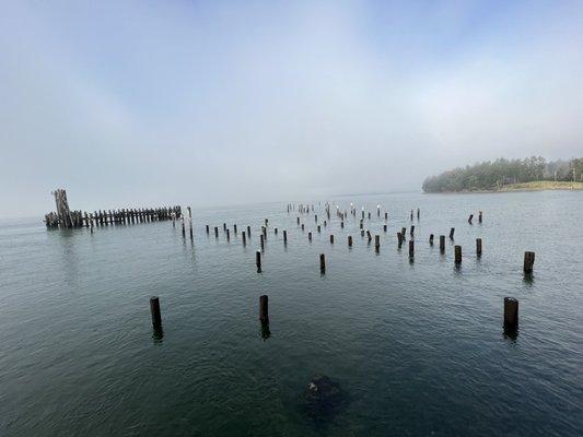 Lots of Cormorant birds here today. 1/9/2022