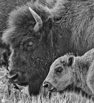 Mom and bison calve.