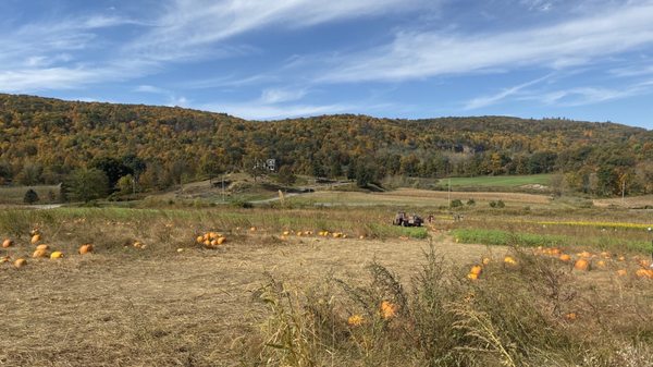 Pumpkin picking