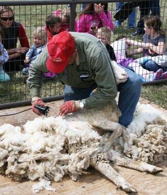 Sheep Sheering Day