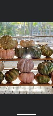 Pumpkin season with Rooted Treasure Succulents