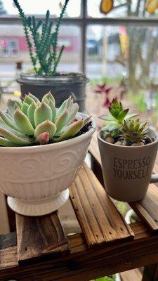 Succulents and plants with fun unique pots