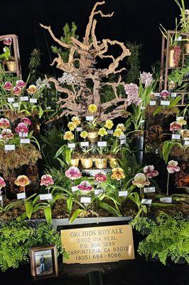 Orchids Royale's display at the 2024 Orchid Show