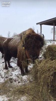 Pencil Bison Ranch