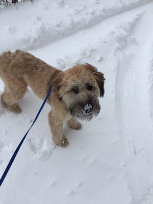 My little guy getting walked.