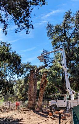 Dead Tree being trimmed down.