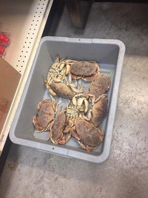 Box of random crabs on the floor (I was more perplexed than anything- not even sure if it was for sale)