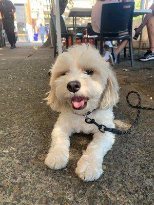 Oscar after a grooming appointment