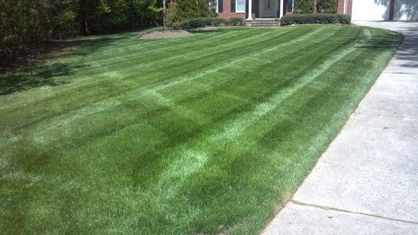 One of our well maintained Fescue Lawns.  North Raleigh area.