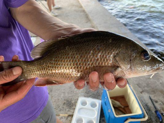 Mid size snappers caught with shiners from Rampway bait shop.