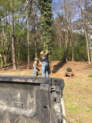 They even remove those dangerous and pesky dead trees!!