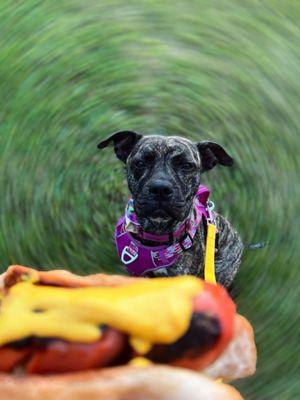 Hot digging dog!  Wednesday evenings throughout the summer our grill is sizzlin'!