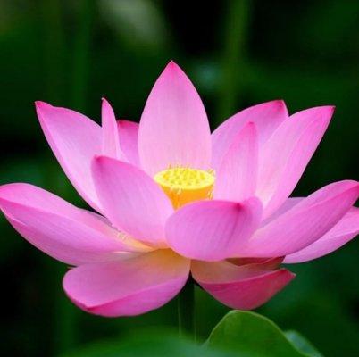 Lotus Flower