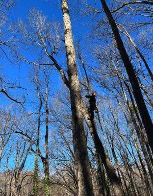 Bee's Tree And Stump Removal