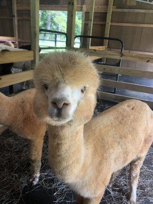 Alpaca