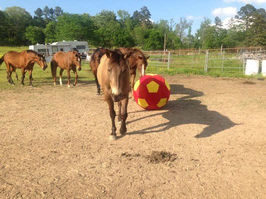 Horses playing ball in the arena