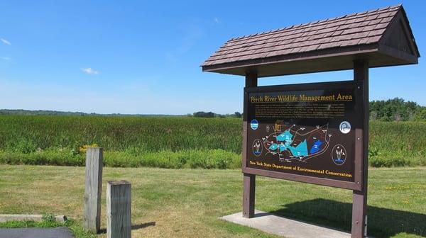 Perch River runs through this spring and fall stopover for an incredible variety of migrating waterfowl and other birds.