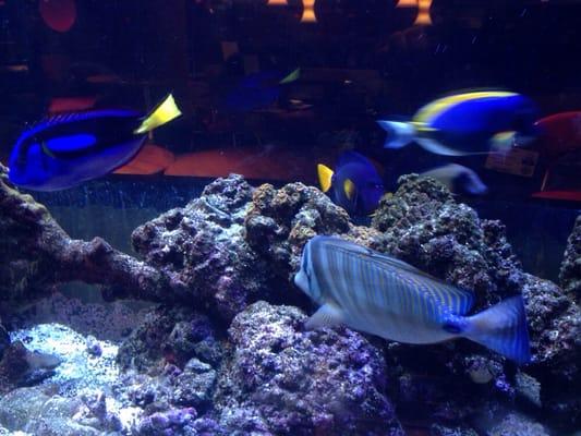 Enjoy the tranquility of our beautiful aquarium