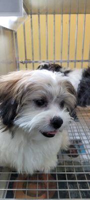 Another view of Cooper in a cage with his sister.