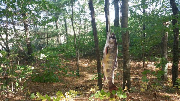 Fish literally swim UP stream in the woods.