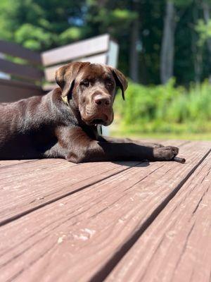 Brody in Leominster 6 months