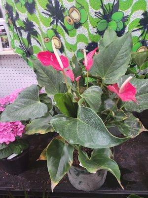 One of my favorite plants: anthurium