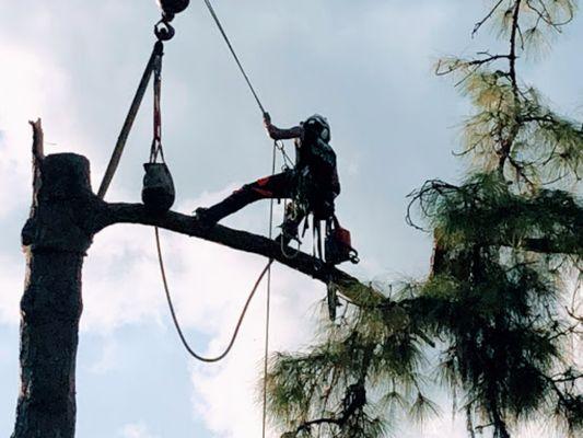 Acclimate Arbor Care