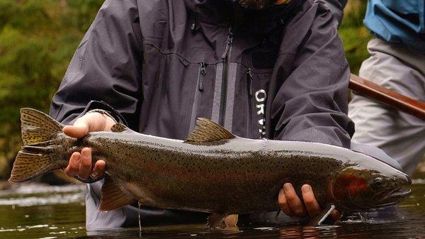 Native Alaska Steelhead trout here in southeast Alaska.