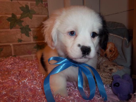 Previous Puppy.  All puppies on this site are an example of puppies we breed.