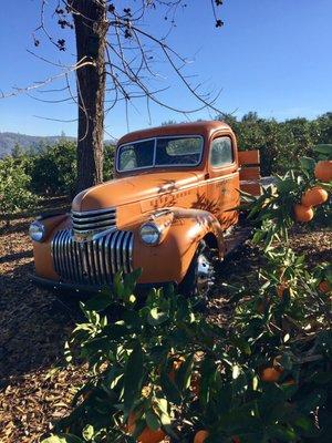 Classic Truck in Orchard