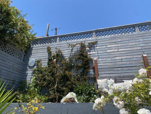 A pomegranate espalier, contained.